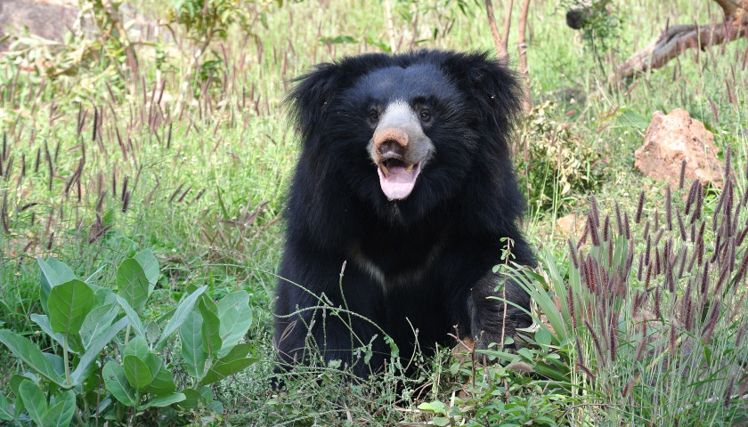 India-Wildlife-Trips