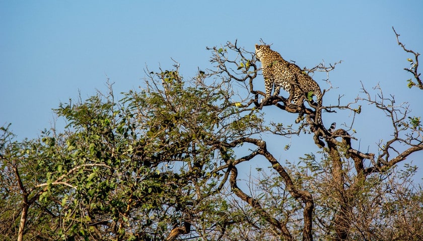 Leopard-India-Wildlife