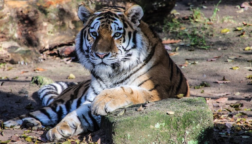 Ranthambore-Tigers