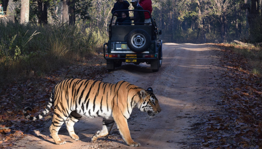 India Tiger Tour