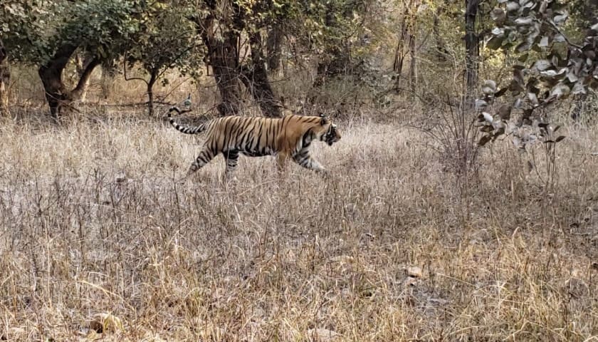 Golden Triangle Tour with Ranthambore