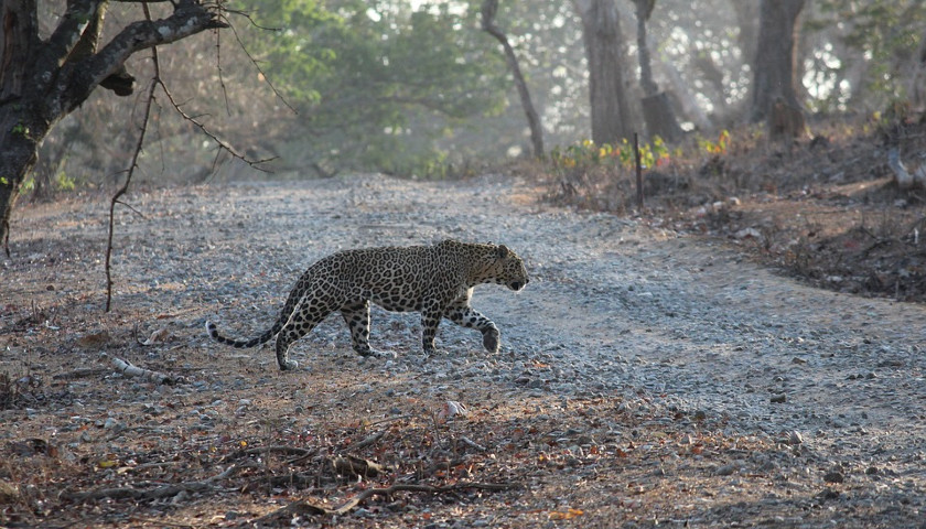 India-wildlife-safari