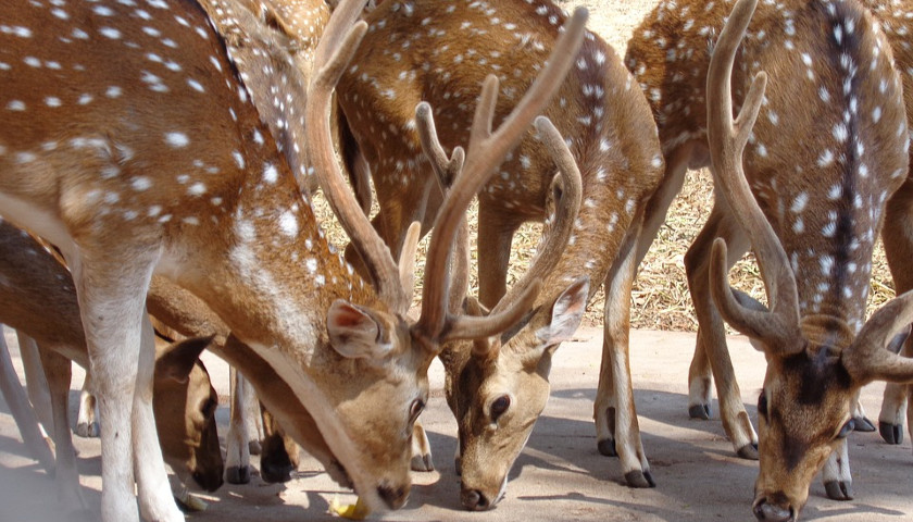 India-Wildlife-Tours