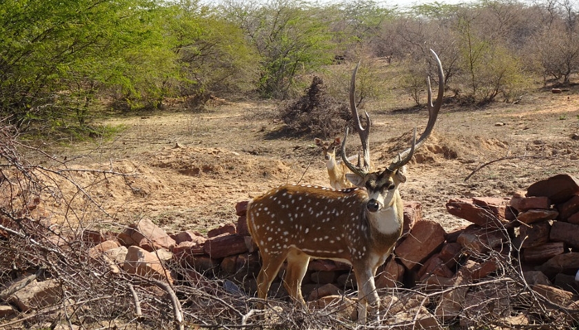 India-Wildlife-Tours