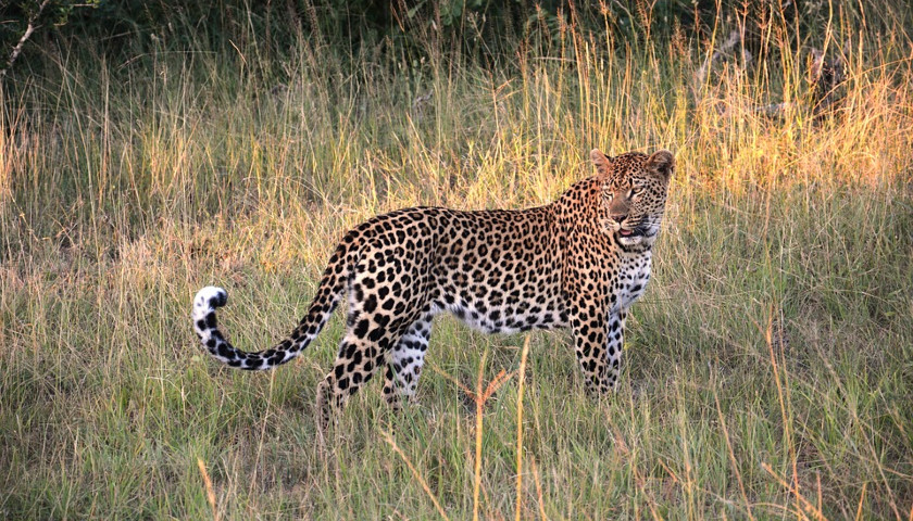 India-Leopards-Wildlife-Tours