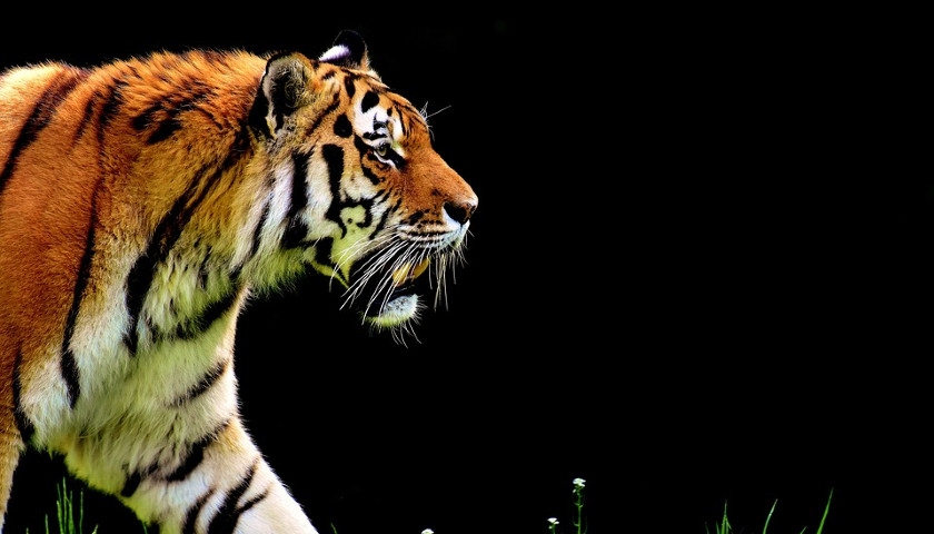 Tadoba National Park Safari