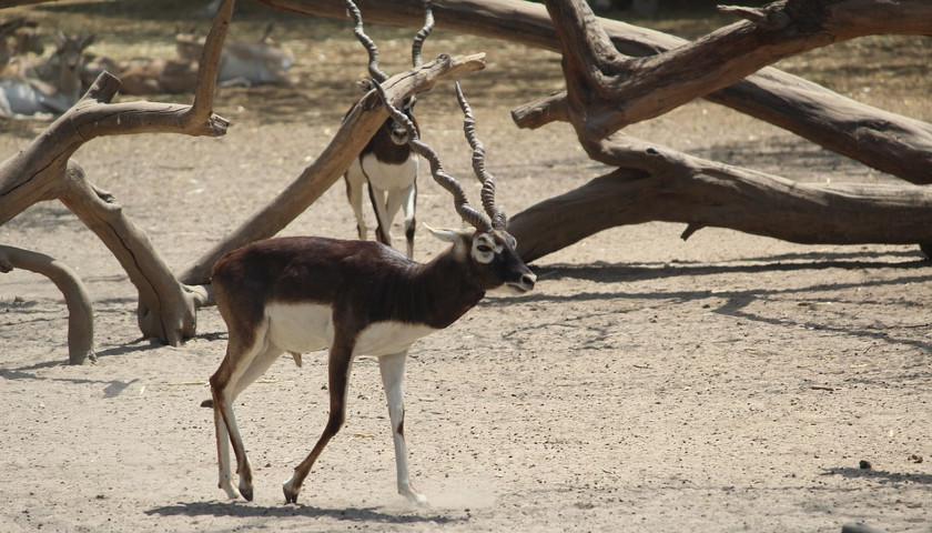 India-Wildlife-Tours-Black-Buck