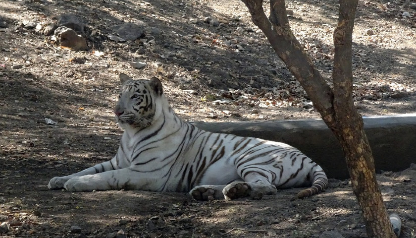 White-Tigers-India-Tours