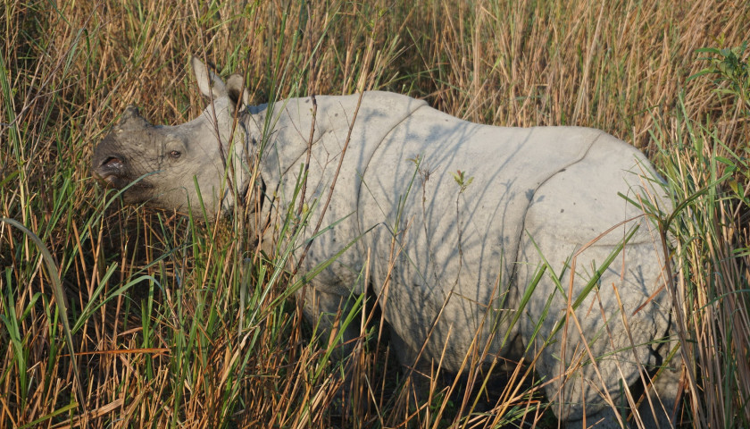 Kaziranga-National-Park-Tours