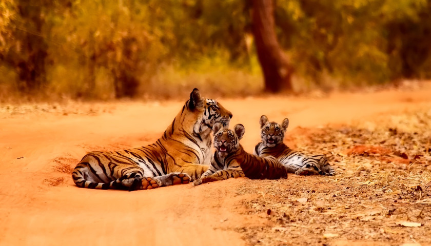 Mumbai Ranthambore Corbett Tour Package