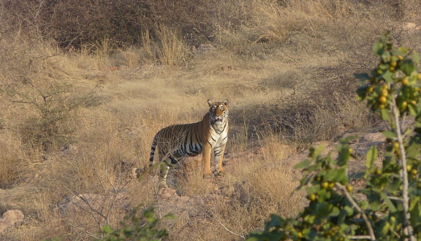 India-Tiger-Safari