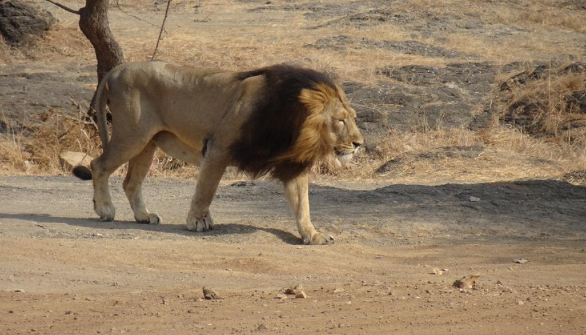 Gir-National-Park-Tours