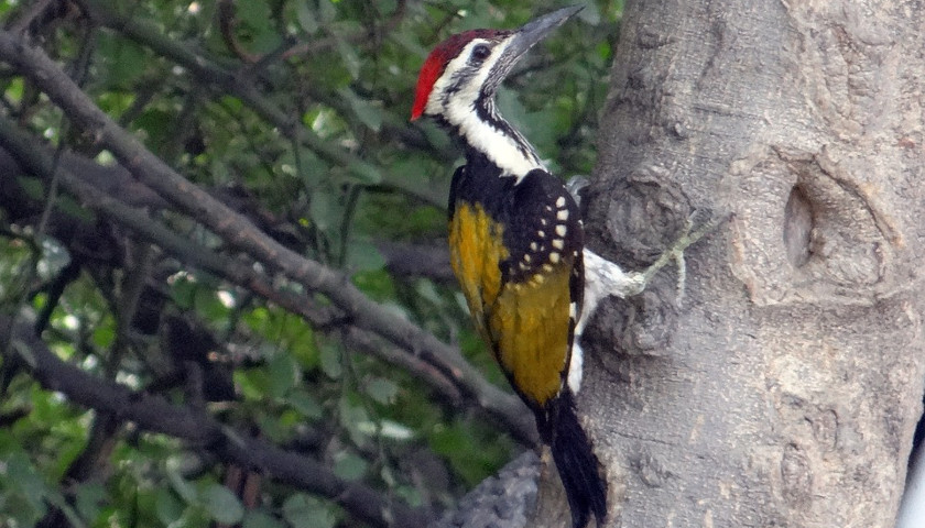 Golden Triangle Tour With Bird Watching