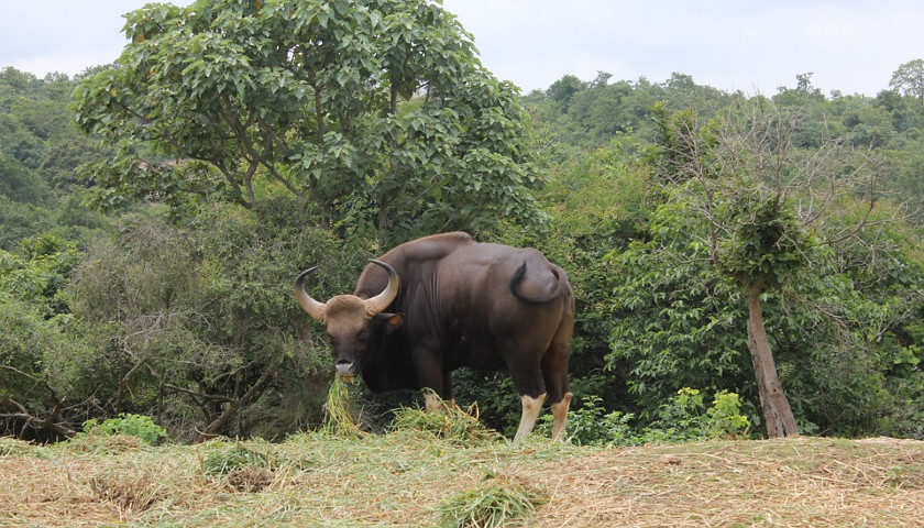 Tadoba-Andhari-National-Park-Safari