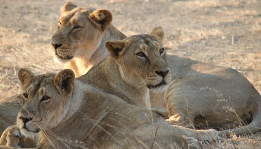 Gujarat-Wildlife-Tours