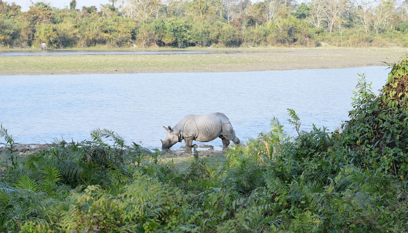 rhinoceros-india-kaziranga