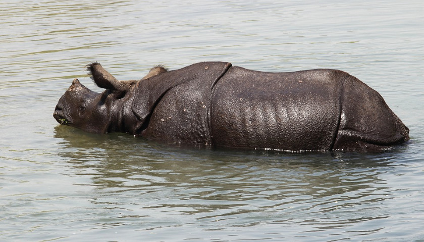 Rhino-River-Chitwan-National-Park-Tours