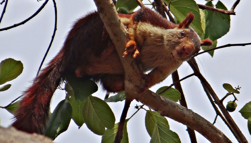 Malabar-Giant-Squirrel