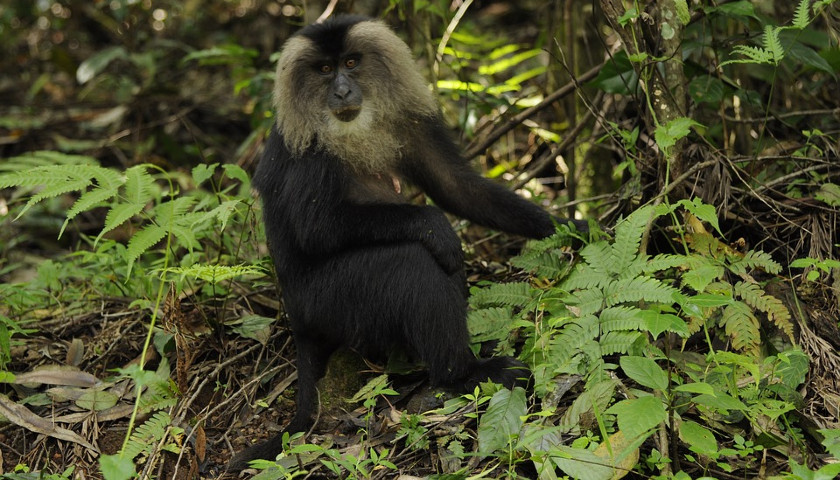 Lion-Tailed-Macaque