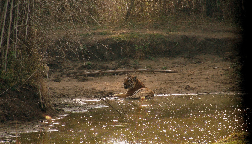 Mysore Bandipur Tour with Nagarhole National Park