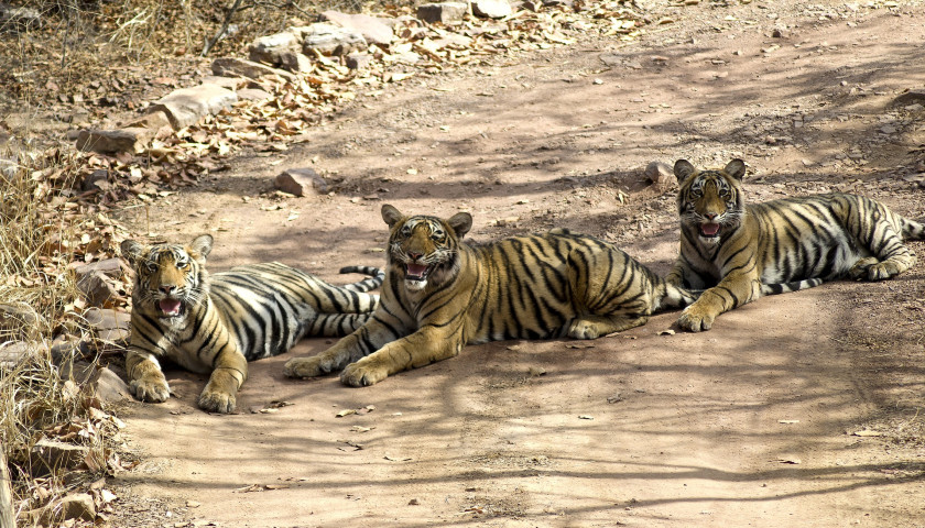 Exclusive Rajasthan Tour with Tiger Safari