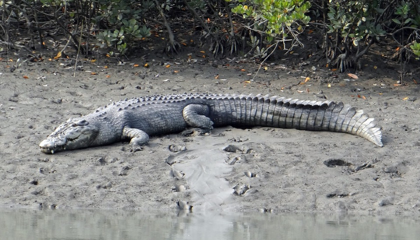 saltwater-crocodile-Sundarban-tours