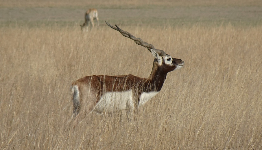 blackbuck-India-tours