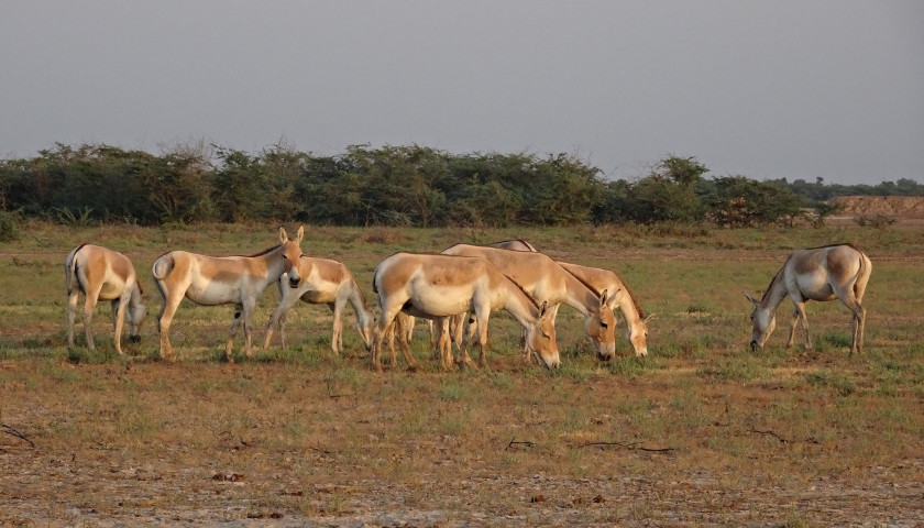 Indian-wild-ass-safari