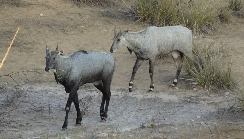 Nilgai-India-tours