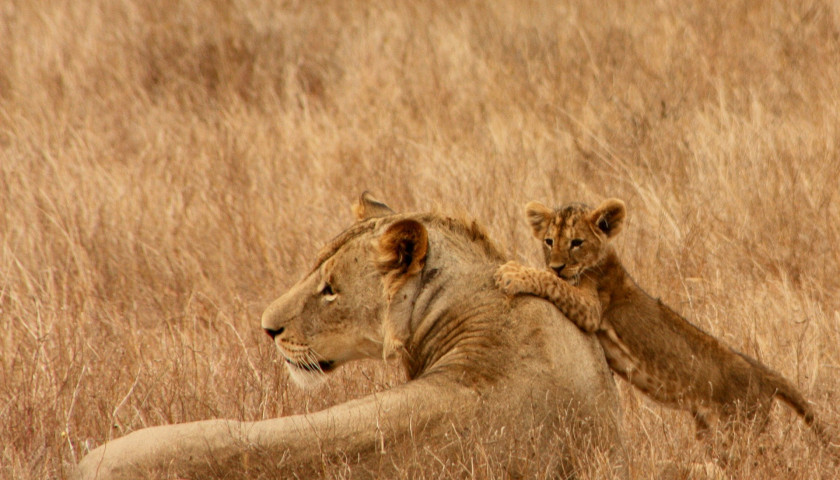 Asiatic-lions-India-tours