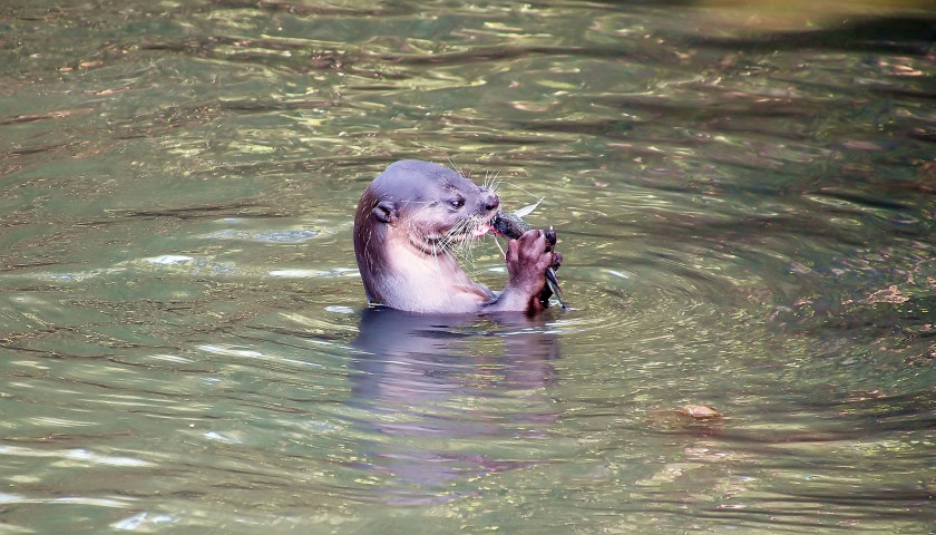 Otter-India-wildlife-tours