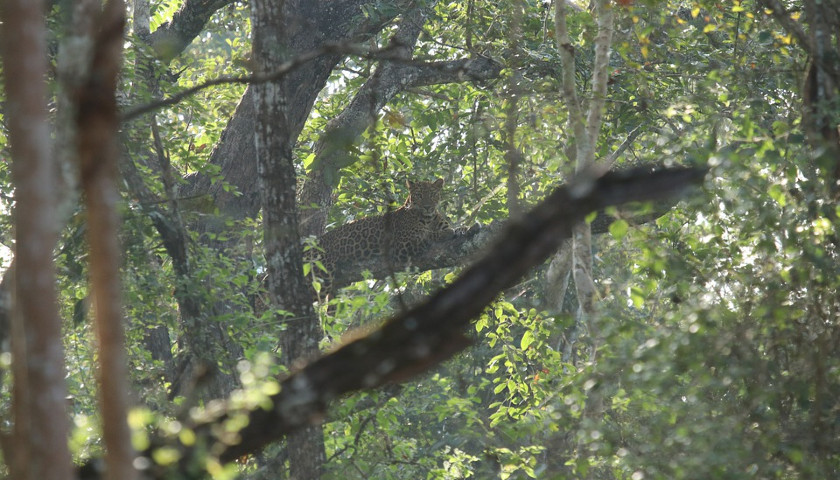 Indian-leopard-tours