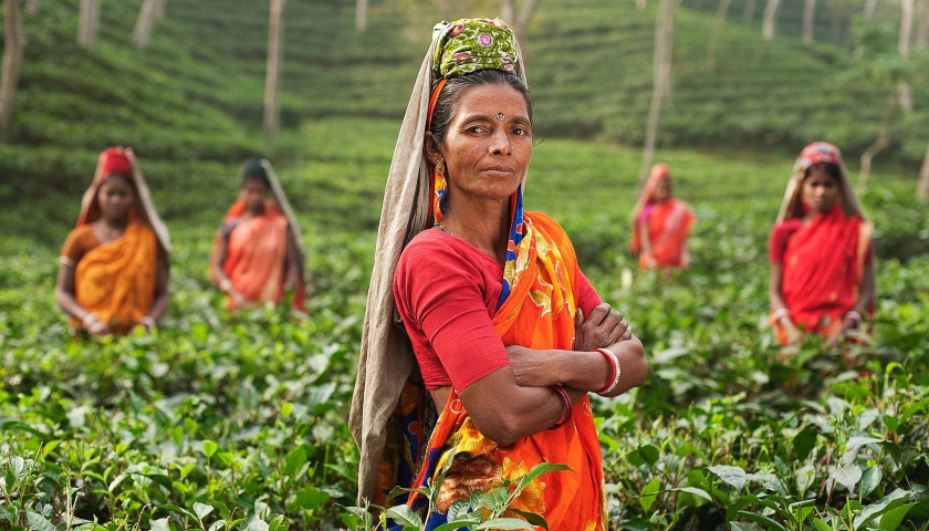 India-tea-estates-tours