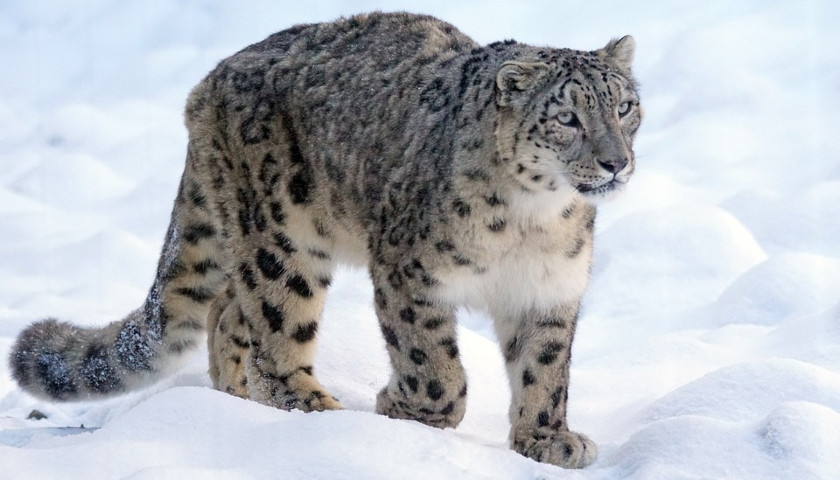 Snow Leopard Photography Tour India