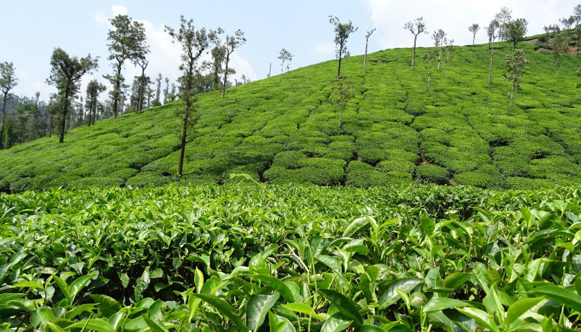 Chikmagalur-tea-garden-tours