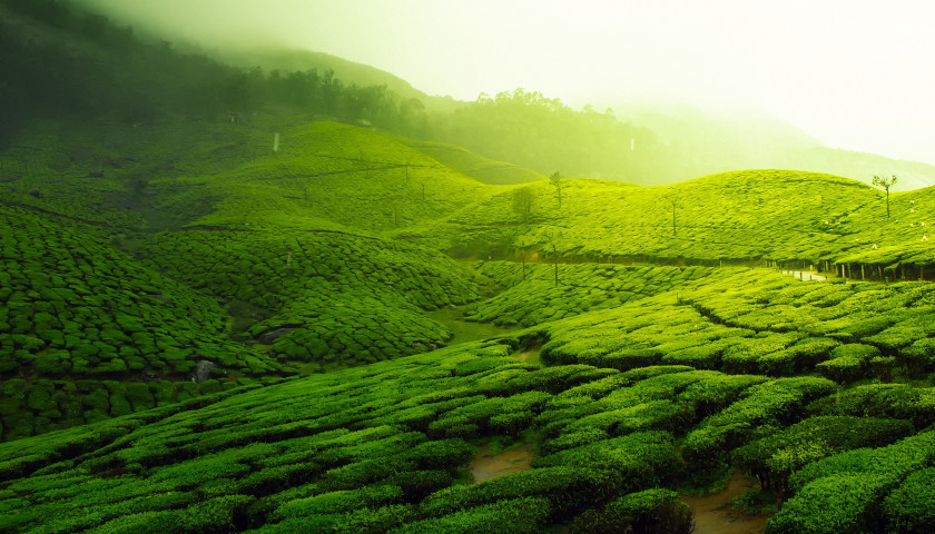 Munnar-Tea-plantation-tour