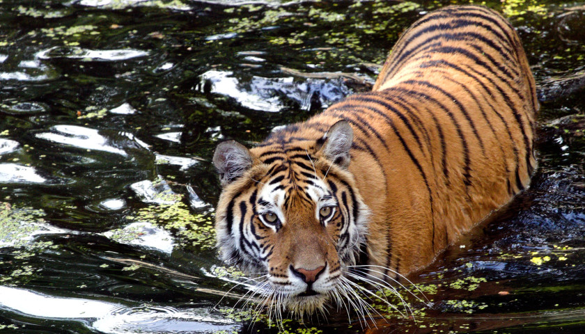 Bengaltiger-India-safari