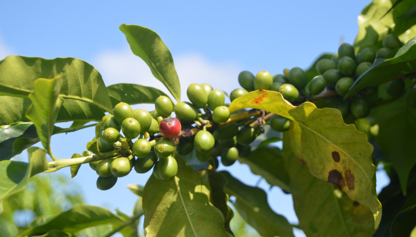 Coorg-Coffee-Plantation-tour