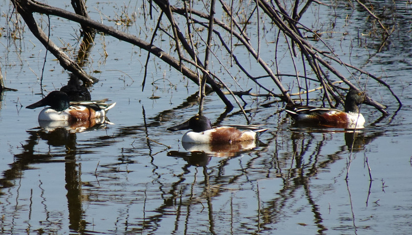 Bharatpur-Bird-Sanctuary-tours-trips