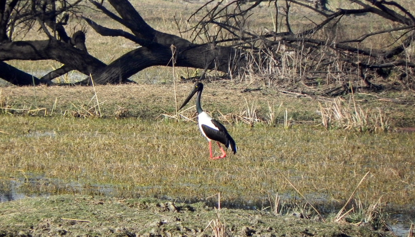 Bharatpur-birding-safari-tours