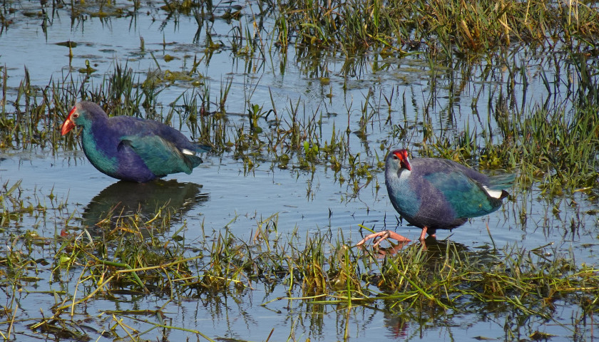 Bharatpur Bird Sanctuary Tour