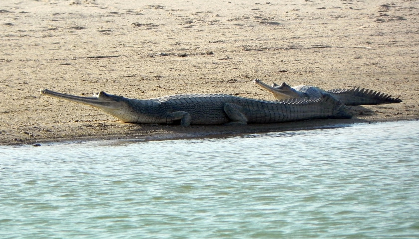 National-chambal-sanctuary-tours