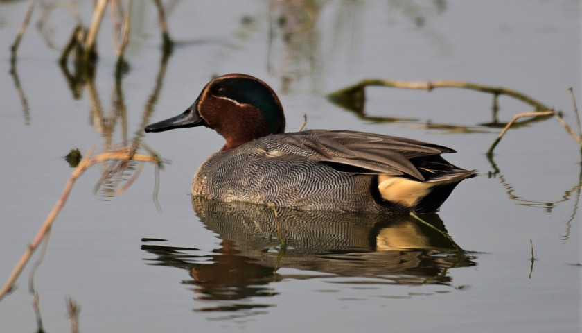 Green-winged-teal-bird-watching-India