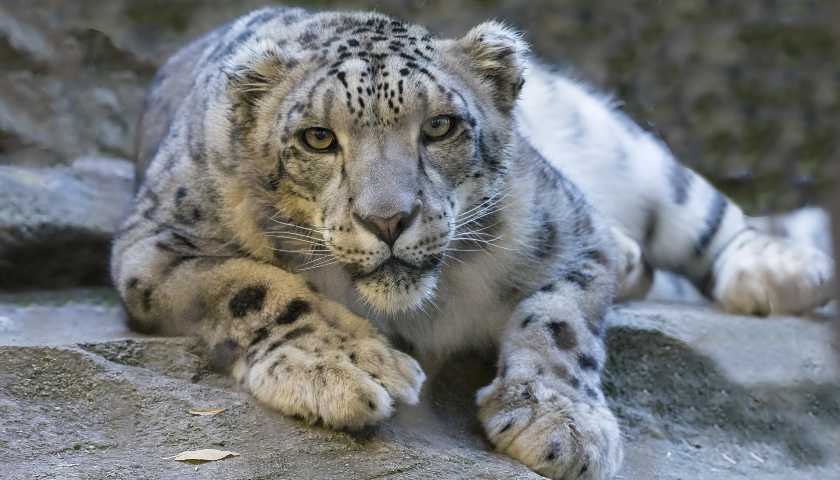 Ladakh Snow Leopard Summer Trek