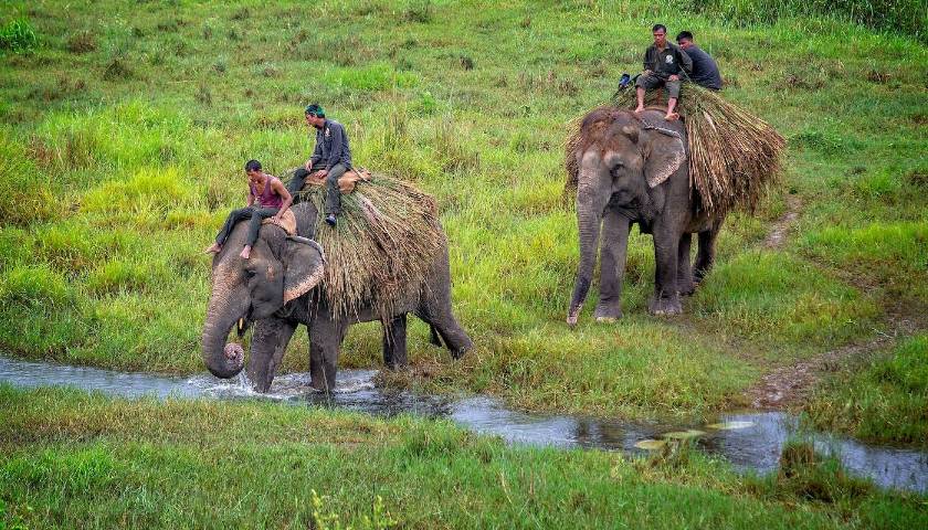 chitwan-national-park-tour-packages