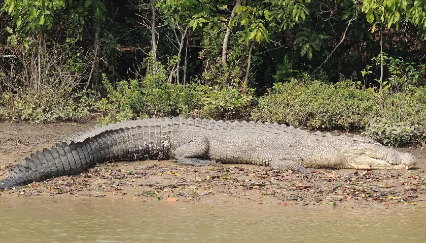 bhitarkanika-national-park-tour