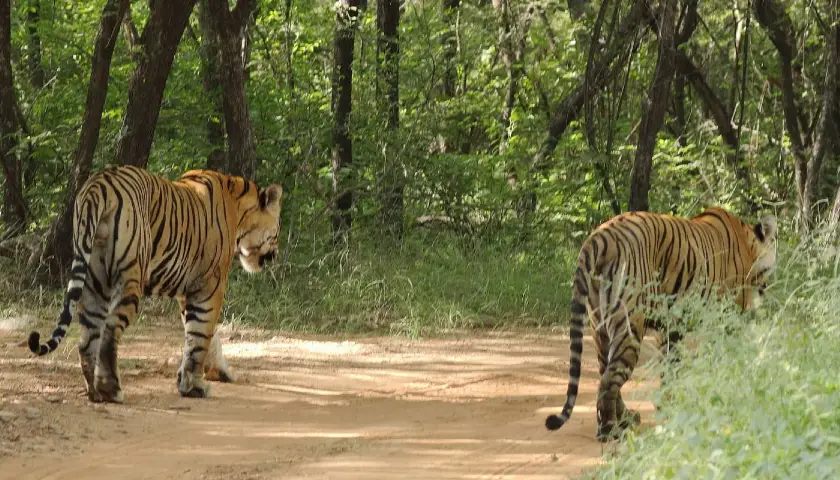 India-ranthambore-tiger-trail