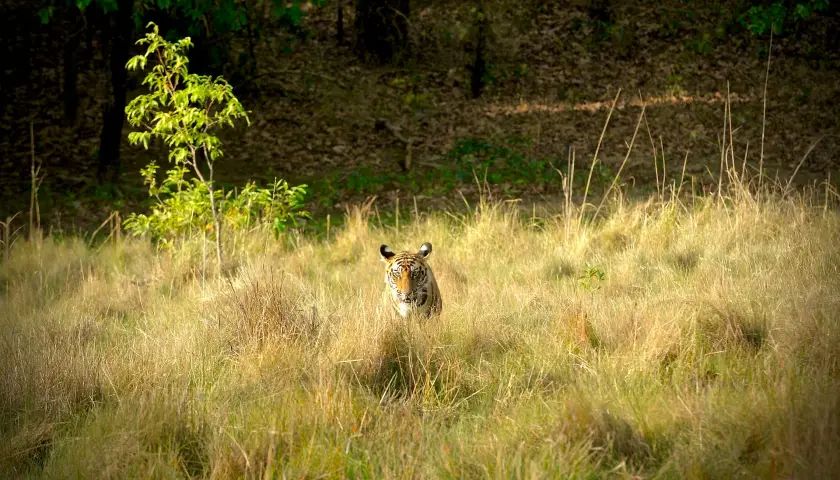 bandhavgarh-tiger-safari-tour-package