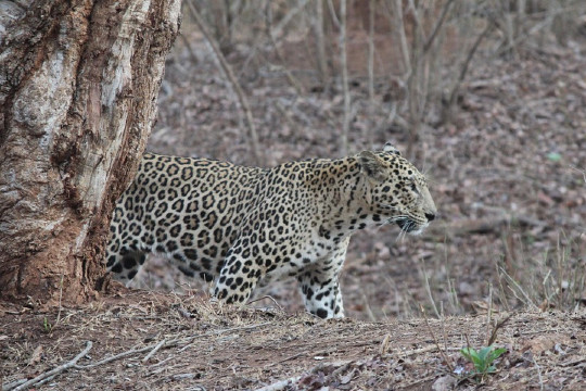 Jhalana Leopard Safari Park