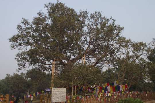 Ananda Bodhi Tree